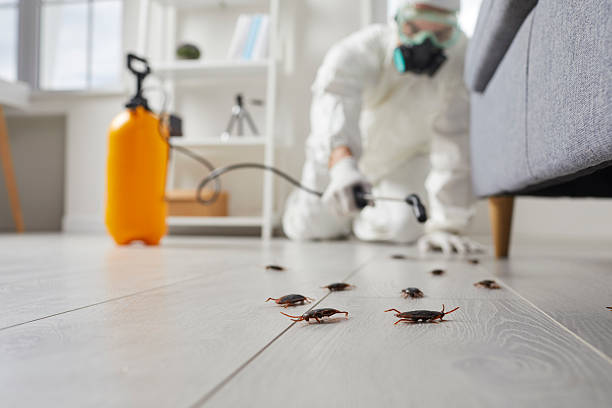 Post-Treatment Bed Bug Interceptor Monitoring in Kuna